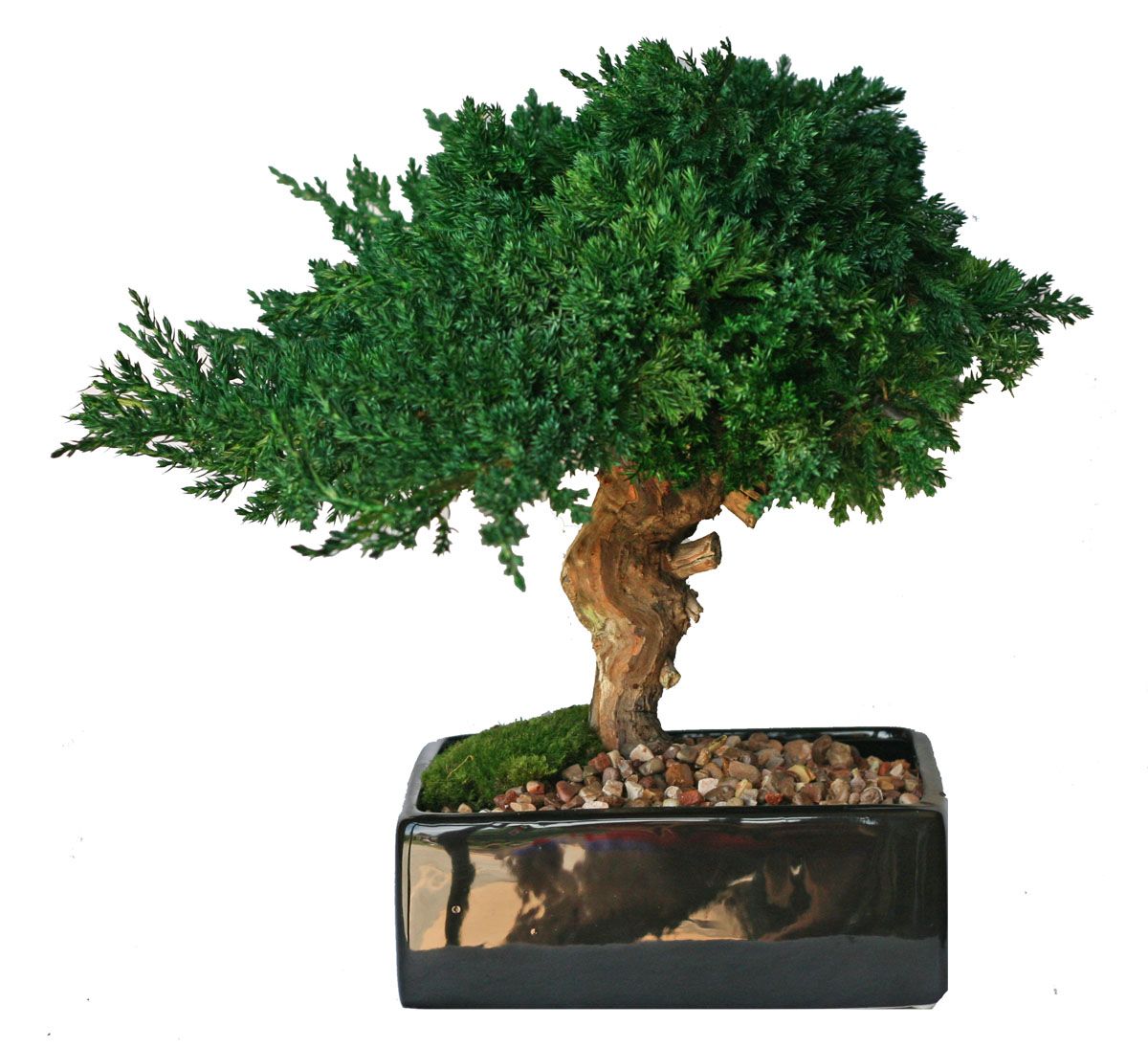 Single Monterey Bonsai - Click Image to Close